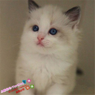 CFA注册猫舍出售布偶猫幼猫纯种家养海豹双色布偶猫宠物猫活体g