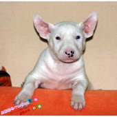 纯种牛头梗幼犬活体纯白色林永建同款 斗牛梗宠物狗狗家养出售g