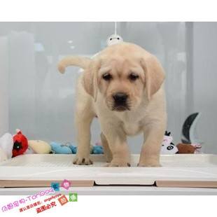 出售宠物狗狗纯种拉布拉多犬幼犬活体导盲犬家养中型犬狗狗聪明g