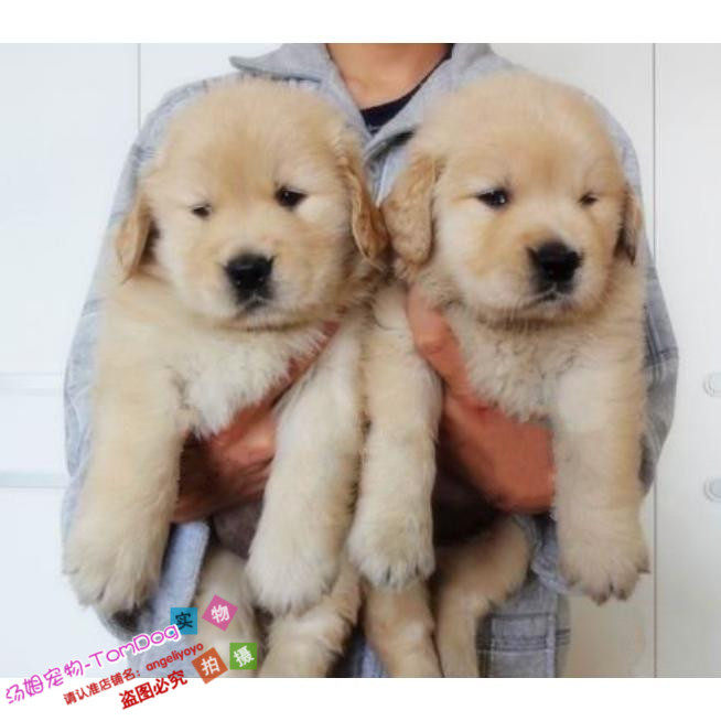纯种金毛幼犬活体赛级金毛狗狗公母都有血统纯正疫苗驱虫已做g