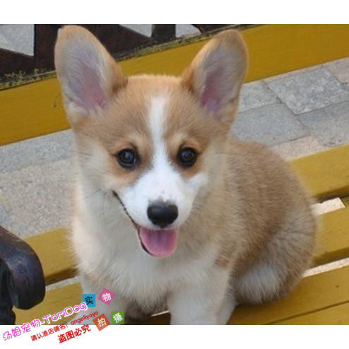 家养纯种赛级威尔士柯基犬幼犬活体宠物狗柯基幼犬纯种黄白柯基g