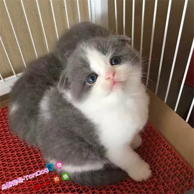 蓝白猫宠物小猫咪纯种英国短毛猫英短立耳折耳活体幼猫幼崽包邮g