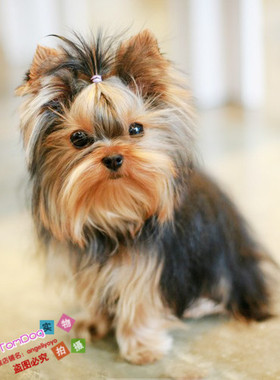 茶杯犬纯种约克夏约克夏幼犬赛级约克夏小体约克夏幼犬L008g