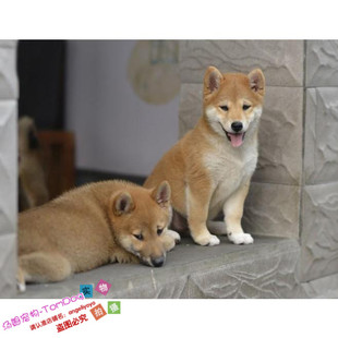 赛级纯种日本柴犬幼犬活体宠物狗狗赤柴犬忠犬八公同款狗狗出售g