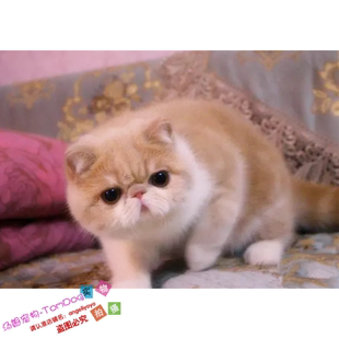 阿华猫舍赛级加菲猫宠物猫咪异国短毛猫家养纯种加菲幼猫活体g