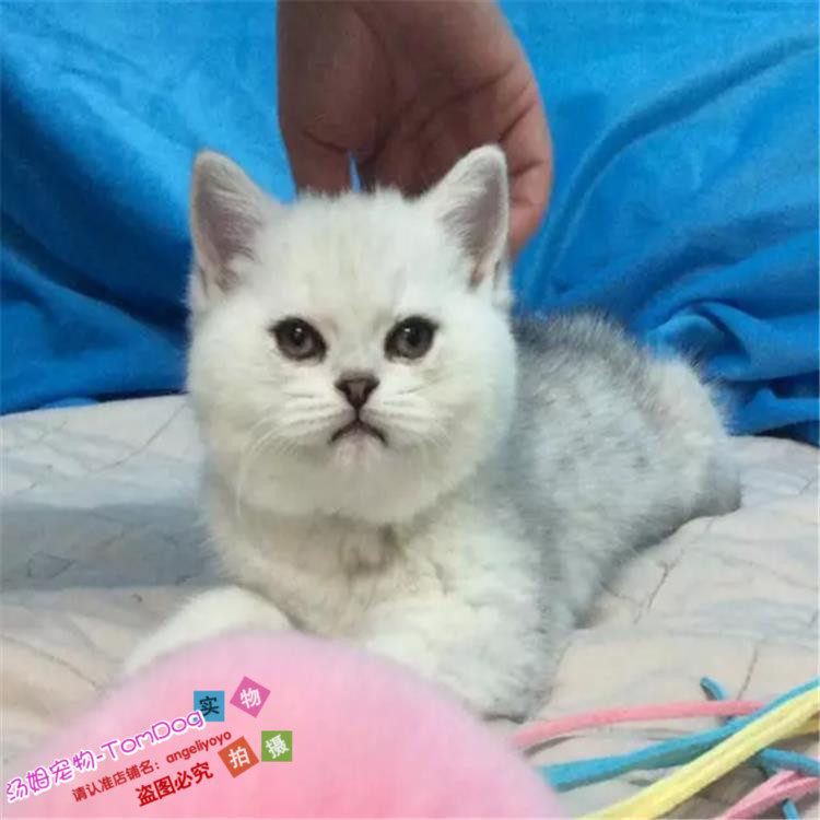 出售纯种幼猫英短银渐层苏格兰立耳猫活体云系英短渐层宠物猫g,宠物/宠物食品及用品,猫咪,淘宝优惠券,粉丝福利购,淘宝优惠卷