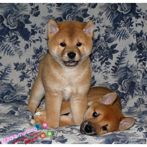 上海出售纯种日本柴犬幼犬日系狗狗柴犬物语同款ddmm数只可挑g