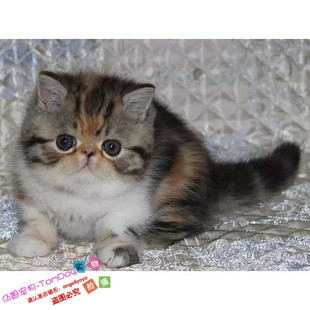 上海家养繁育出售加菲猫宠物猫异国短毛猫纯种加菲猫幼猫活体g