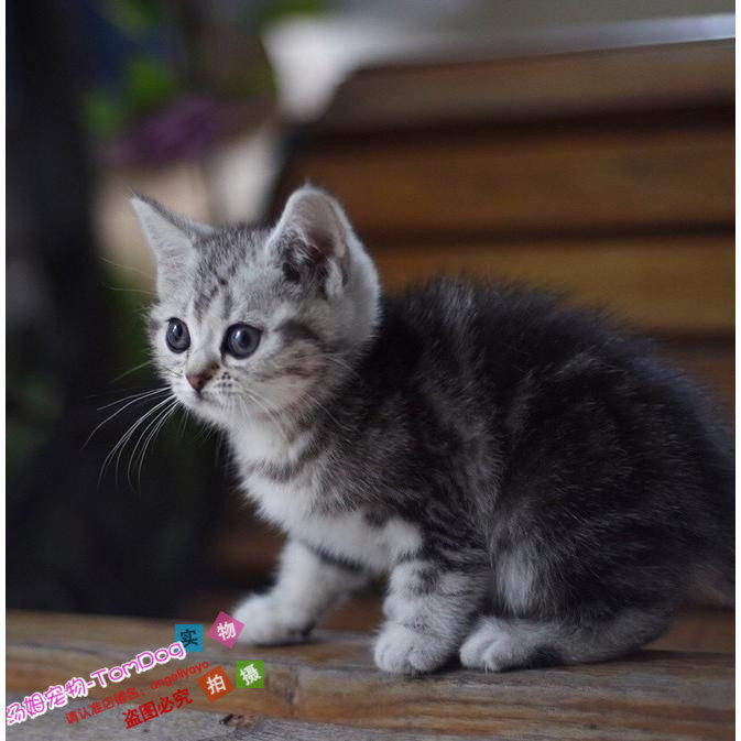 美国短毛猫宠物猫咪活体幼猫家养美短银虎斑标斑起司猫纯种小猫o