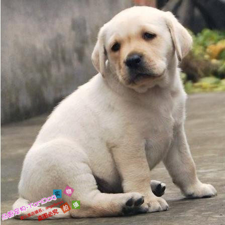 赛级纯种拉布拉多幼犬活体宠物狗狗奶油色拉布拉多寻回犬导盲犬e