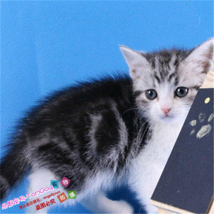 美短加白银虎斑起司猫mm美国短毛猫幼猫小猫宠物猫活体宠物猫g,宠物/宠物食品及用品,猫咪,淘宝优惠券,粉丝福利购,淘宝优惠卷