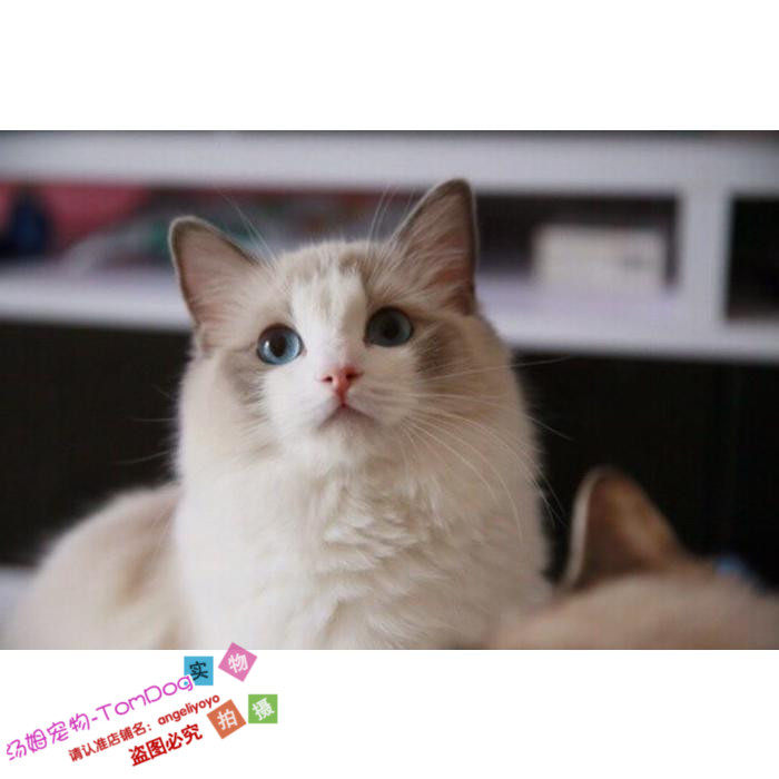 海豹双色布偶猫幼猫正八字蓝重点色流星手套布偶猫活体宠物猫e