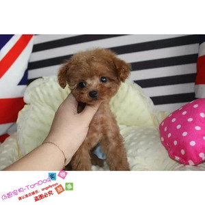 纯种贵宾犬泰迪犬红棕色泰迪狗宠物狗活体幼犬玩具体泰迪幼犬g