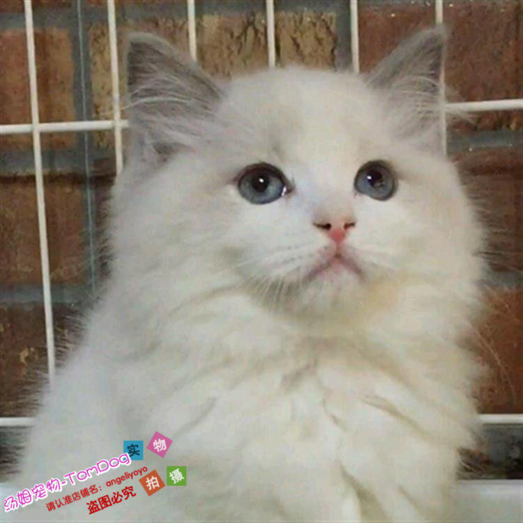 出售自家繁育布偶幼猫活体纯种布偶猫布偶猫双色宠物猫家养猫咪o