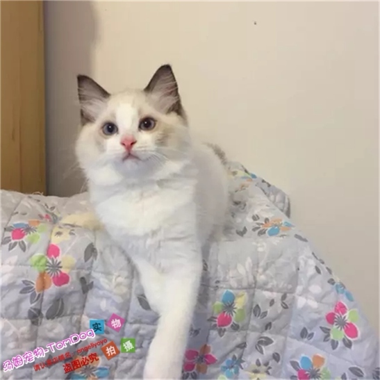 纯种布偶猫活体蓝双海豹色布偶猫幼猫宠物猫小猫蓝眼布偶猫崽g