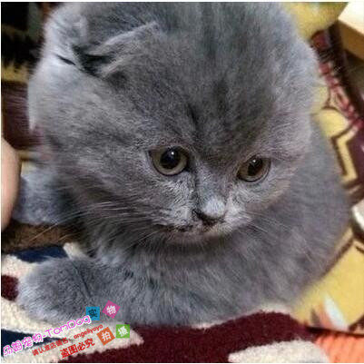 纯种英短蓝猫折耳蓝猫弟弟漂亮折耳胖脸英短折耳包子脸g,宠物/宠物食品及用品,猫咪,淘宝优惠券,粉丝福利购,淘宝优惠卷