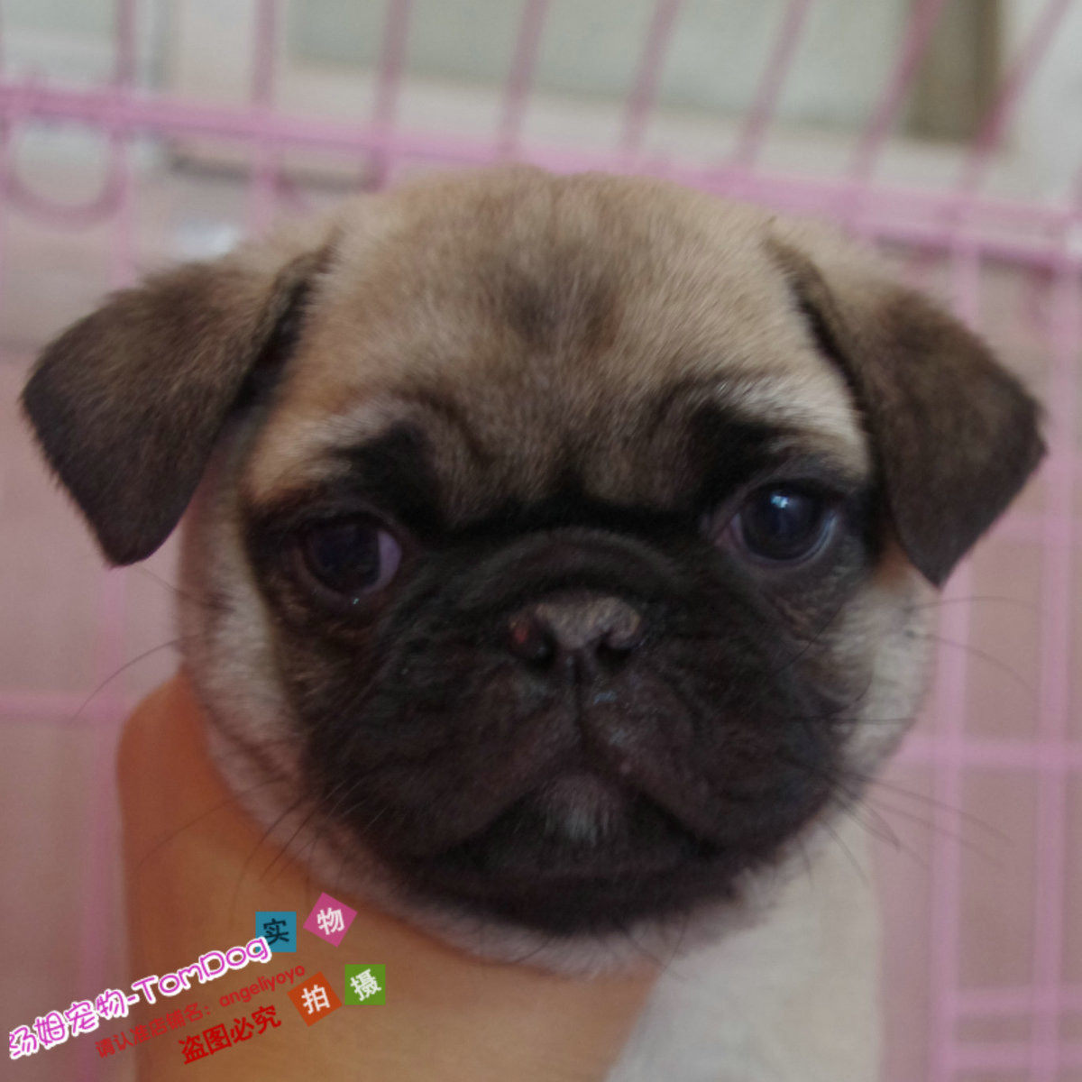 哈巴狗纯种巴哥幼犬活体八哥狗狗支持支付宝可视频挑选送女朋友g