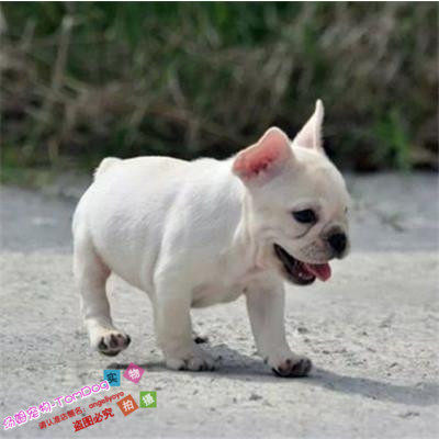 纯种活体法国斗牛犬法斗法牛活体赛级幼犬宠物狗狗出售41g