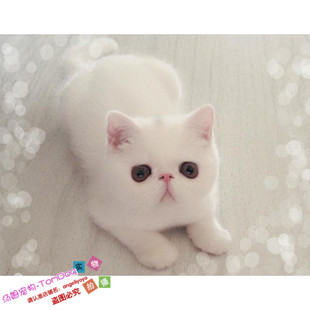 出售纯种活体宠物加菲猫异国短毛猫纯白色加菲幼猫家养宠物猫g
