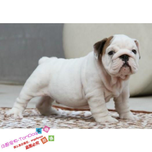 国外引进赛级纯种英国斗牛犬幼犬活体英牛宝宝方体螺丝位大鼻筋g