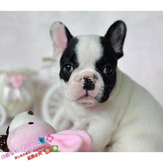纯种活体法国斗牛犬法牛宝宝苹果头扁脸可爱宠物级宝宝黑白花色g,宠物/宠物食品及用品,狗狗,淘宝优惠券,粉丝福利购,淘宝优惠卷