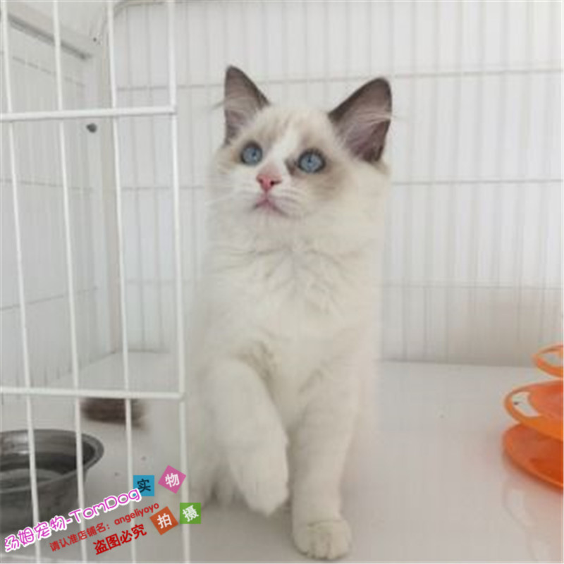 出售布偶猫宠物猫幼猫活体 纯种蓝双布偶猫 品相好包健康o