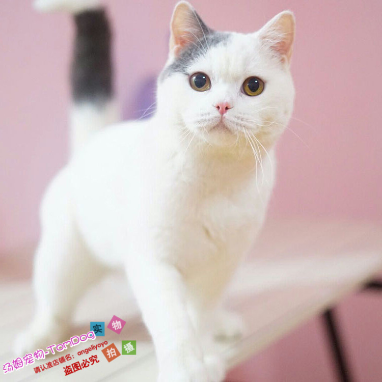 纯种蓝白净梵英国短毛猫幼猫活体宠物猫cfa繁育幼猫活体猫咪g