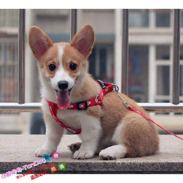 出售赛级双色柯基犬狗狗纯种幼犬活体威尔士柯基犬支持支付宝g