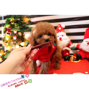 出售活体家养贵宾犬玩具体棕红色泰迪熊幼犬泰迪幼犬活体宠物狗g