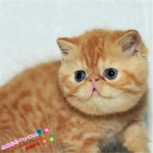 红虎斑加菲猫活体异国短毛猫加菲活体幼猫纯种家养加菲猫出售g