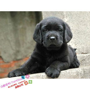 赛级双血统纯黑色拉布拉多幼犬宠物狗狗血统纯种通人性重感情g