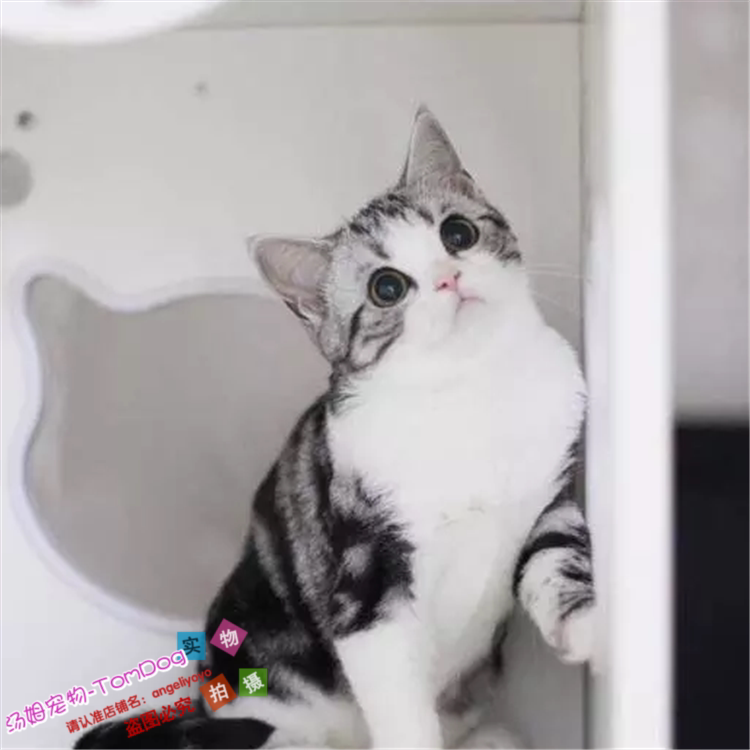 赛级纯种美国短毛猫美短加白起司猫银虎斑加白幼猫活体猫宠物猫e