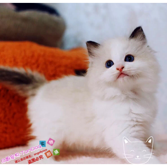 布偶猫活体宠物海豹重点流星手套色小母猫cfa证书带繁育权g