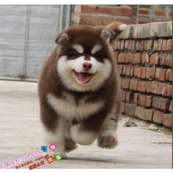 宠物狗阿拉斯加幼犬活体狗狗纯种宠物狗毛量多骨量大可视频看狗g,宠物/宠物食品及用品,狗狗,淘宝优惠券,粉丝福利购,淘宝优惠卷