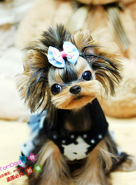 茶杯犬纯种约克夏约克夏幼犬赛级约克夏小体约克夏幼犬L005g