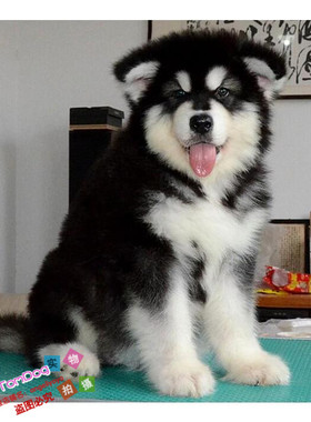 纯种活体巨型阿拉斯加雪橇犬幼犬烟灰色桃脸熊版巨大阿拉斯加62g