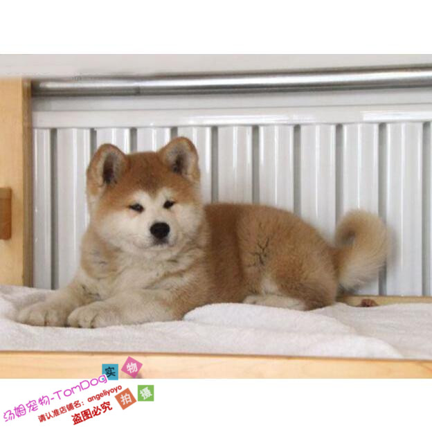 出售纯种日系秋田犬幼犬日本秋田狗狗公母都有城市家养看家护院y
