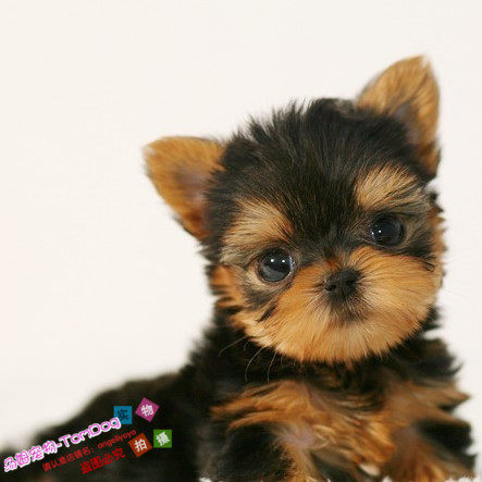 韩国引进约克夏犬金头银背小体茶杯犬约克夏幼犬活体宠物狗g,宠物/宠物食品及用品,狗狗,淘宝优惠券,粉丝福利购,淘宝优惠卷