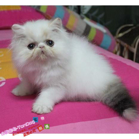 加菲猫宠物猫活体异国短毛幼猫包子脸梵文三花纯种波斯猫长毛猫g,宠物/宠物食品及用品,猫咪,淘宝优惠券,粉丝福利购,淘宝优惠卷