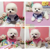 个人家养纯种博美幼犬长不大袖 珍犬迷你狐狸宠物狗可上门挑g
