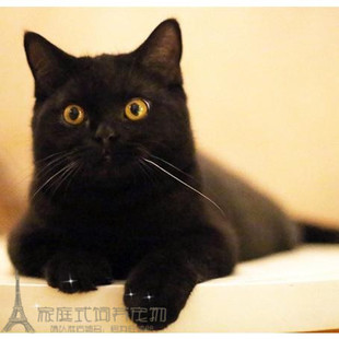 纯种赛级出售纯黑孟买猫幼猫孟买小黑豹黑猫宠物猫小猫g