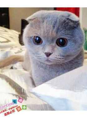 美国活体英短蓝猫