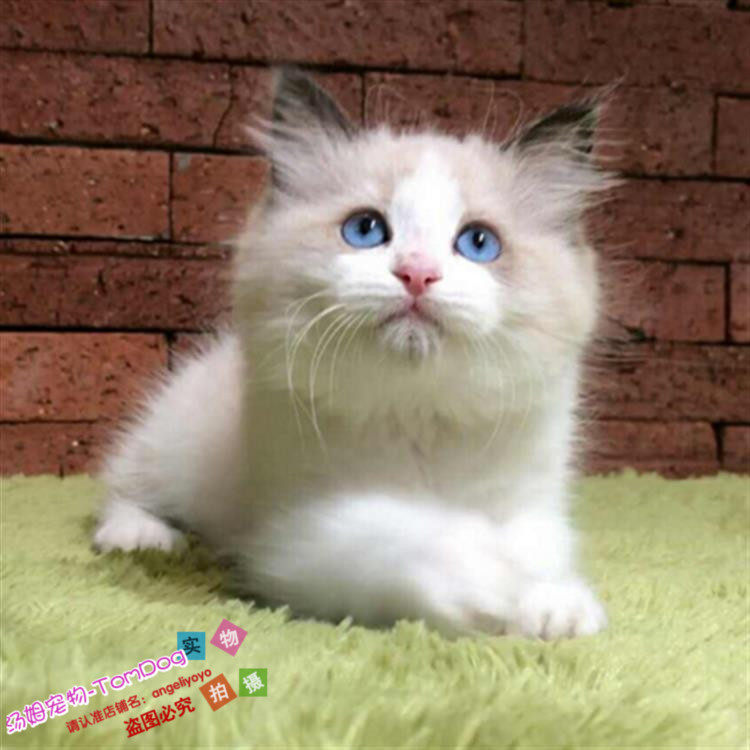 出售美国布偶猫咪活体宠物猫蓝双色长毛猫布偶猫幼猫纯种萌宠g,宠物/宠物食品及用品,猫咪,淘宝优惠券,粉丝福利购,淘宝优惠卷