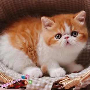 赛级家养出售纯种加菲猫异国短毛猫宠物猫幼猫活体圆脸包子脸g