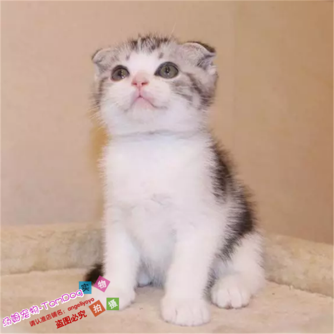 美短加白折耳猫幼猫粉爪粉鼻子美短猫咪银虎斑宠物活体起司猫g