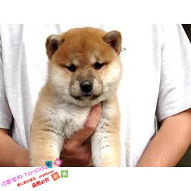 纯种可爱柴犬宝宝赤色棕色豆柴狗狗憨萌可爱大饼脸赛级伴侣犬g