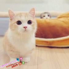 纯种活体乳白矮脚英国短毛猫