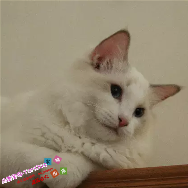 纯种美国双蓝眼海豹出售布偶猫