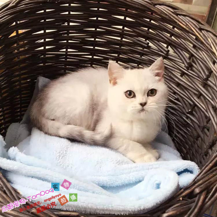 出售英国短毛猫纯种英短银渐层立耳猫幼猫家养活体渐层宠物猫g,宠物/宠物食品及用品,猫咪,淘宝优惠券,粉丝福利购,淘宝优惠卷