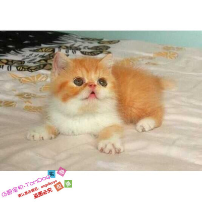 幼崽活体异国短毛猫